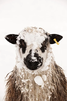 Domestic Sheep, Masham, adult, covered with snow, close-up of head, England, november