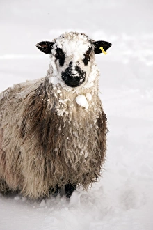 Editor's Picks: Domestic Sheep, Masham, adult, covered with snow