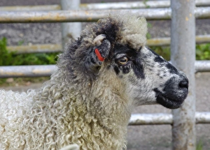 Sales Prints: Domestic Sheep, Masham ewe, with ear tag