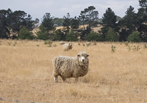 Victoria Prints: Domestic Sheep, Merino flock, standing in dry grass