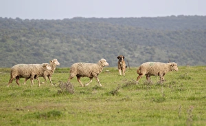 Protects Prints: Domestic Sheep, Merino, flock walking in grassland