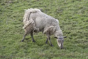 Mule Prints: Domestic Sheep, mule ewe, affected by Sheep Scab (Psoroptic Mange) caused by Psoroptes mites