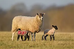 Suckles Prints: Domestic Sheep, mule ewe, with two four-day old lambs suckling