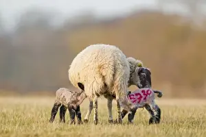 Suckles Prints: Domestic Sheep, mule ewe, with two four-days old lambs suckling