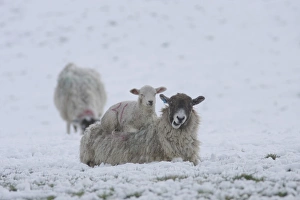 Mule Prints: Domestic Sheep, mule ewe with lamb