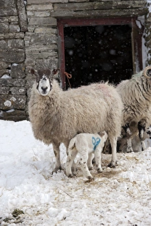 Suckles Prints: Domestic Sheep, mule ewe with lamb suckling