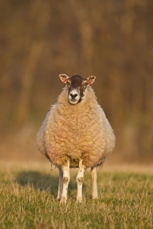 Mule Prints: Domestic Sheep, mule ewe, standing in pasture, Suffolk, England, february