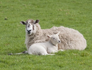 Mule Prints: Domestic Sheep, Mule ewe with Texel cross lamb