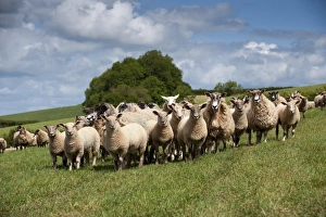 Mule Prints: Domestic Sheep, mule ewes with Charollais sired lambs