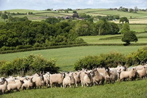 Domestic Sheep, mule ewes with Charollais sired lambs, flock standing in pasture, Devon, England, may