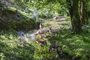 Mule Prints: Domestic Sheep, mule ewes, drinking from stream