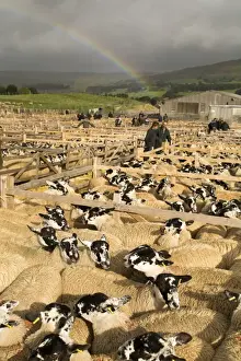 Flock Prints: Domestic Sheep, mule ewes, with farmers looking at flocks in pens at livestock market