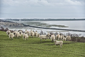 Mule Prints: Domestic Sheep, mule ewes, flock
