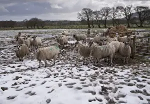 Domestic Sheep, mule ewes, flock standing on melting snow near feeder in pasture, Whitewell, Lancashire, England