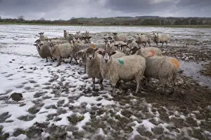 Mule Prints: Domestic Sheep, mule ewes, flock standing on melting snow in pasture