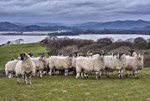 Mule Prints: Domestic Sheep, mule ewes, flock standing in pasture