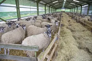 Indoor Prints: Domestic Sheep, mule ewes, flock standing on straw bedding with hay fodder in lambing shed