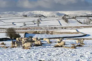 Flock Prints: Domestic Sheep, mule flock, feeding on hay in snow covered field