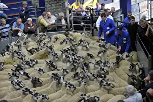 Ring Prints: Domestic Sheep, mule flock, going through auction market ring