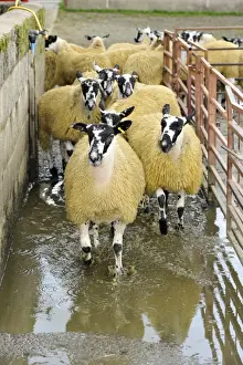 Mule Prints: Domestic Sheep, mule flock, running through footbath to prevent infections