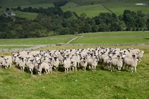 Mule Prints: Domestic Sheep, mule flock, standing in pasture with drystone walls