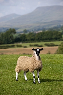 Mule Prints: Domestic Sheep, mule gimmer lamb, standing in pasture, Cumbria, England, september