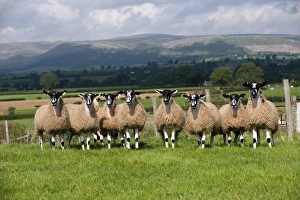 Flock Prints: Domestic Sheep, mule gimmer lambs, flock standing in pasture, Cumbria, England, september