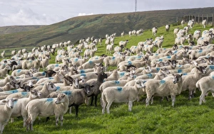 Mule Prints: Domestic Sheep, Mule and Half-bred ewes