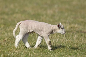 Ring Prints: Domestic Sheep, mule lamb, four-days old