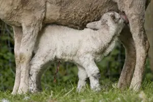 Suckles Prints: Domestic Sheep, newborn lamb, with remains of umbilical cord still attached