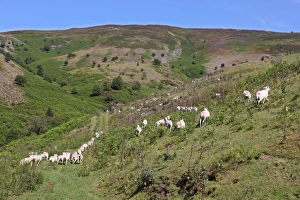 Moor Land Prints: Domestic Sheep, newly shorn flock