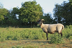Recently Prints: Domestic Sheep, Norfolk Horn ewe