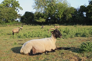 Laying Prints: Domestic Sheep, Norfolk Horn ewes and lambs