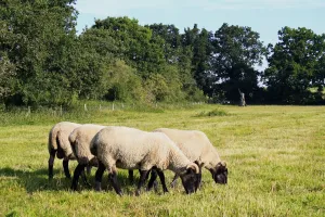 Grazer Prints: Domestic Sheep, Norfolk Horn ram and ewes