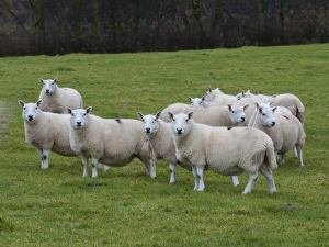 Type Prints: Domestic Sheep, North Country Cheviot ewes