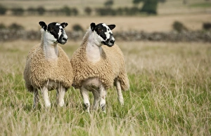 Mule Prints: Domestic Sheep, North of England mule lambs