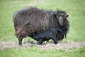 Suckles Prints: Domestic Sheep, Ouessant ewe with lamb suckling