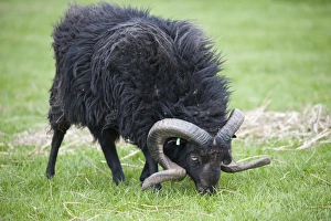 Rams Prints: Domestic Sheep, Ouessant ram, grazing in pasture, Chipping, Lancashire, England, may