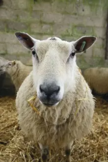 Straw Prints: Domestic Sheep, pregnant ewe, standing in indoor pen of lambing shed