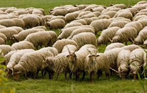 Domestic Sheep, Racka, twisted-horn breed, flock grazing in pasture, Hortobagy N. P