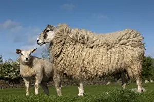Produced Prints: Domestic Sheep, recipient mule ewe with pedigree Beltex lamb