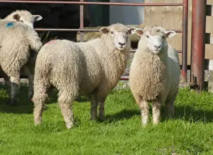 Lamb Prints: Domestic Sheep, Romney lambs, standing in pasture beside gate