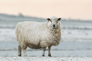 Domestic Sheep, Romney Sheep, adult, covered in snow, Elmley Marshes N. N. R. Isle of Sheppey, Kent, England, winter