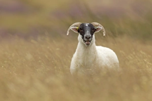 Moorland Prints: Domestic Sheep, Scottish Blackface