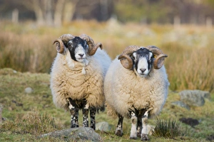 Rams Prints: Domestic Sheep, Scottish Blackface