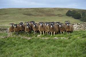 Domestic Sheep, Scottish Blackface ewes, flock standing on moorland, Lanarkshire, Central Lowlands, Scotland, September