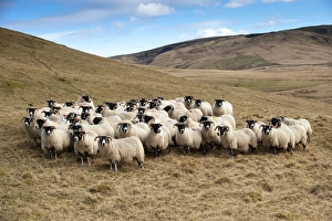 Domestic Sheep, Scottish Blackface ewes, flock standing on hill prior to lambing, England, march