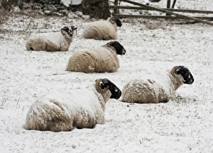 Domestic Sheep, Scottish Blackface ewes, flock resting in snow, Dinkling Green Farm, Whitewell, Clitheroe, Lancashire