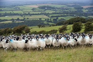 Domestic Sheep, Scottish Blackface ewes, flock standing on pasture in farmland, Devon, England, August