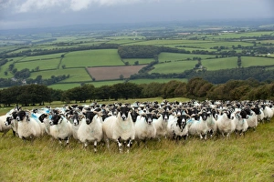 Domestic Sheep, Scottish Blackface ewes, flock standing on pasture in farmland, Devon, England, August